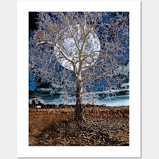 Sycamore Tree Under a Blue Moon Posters and Art